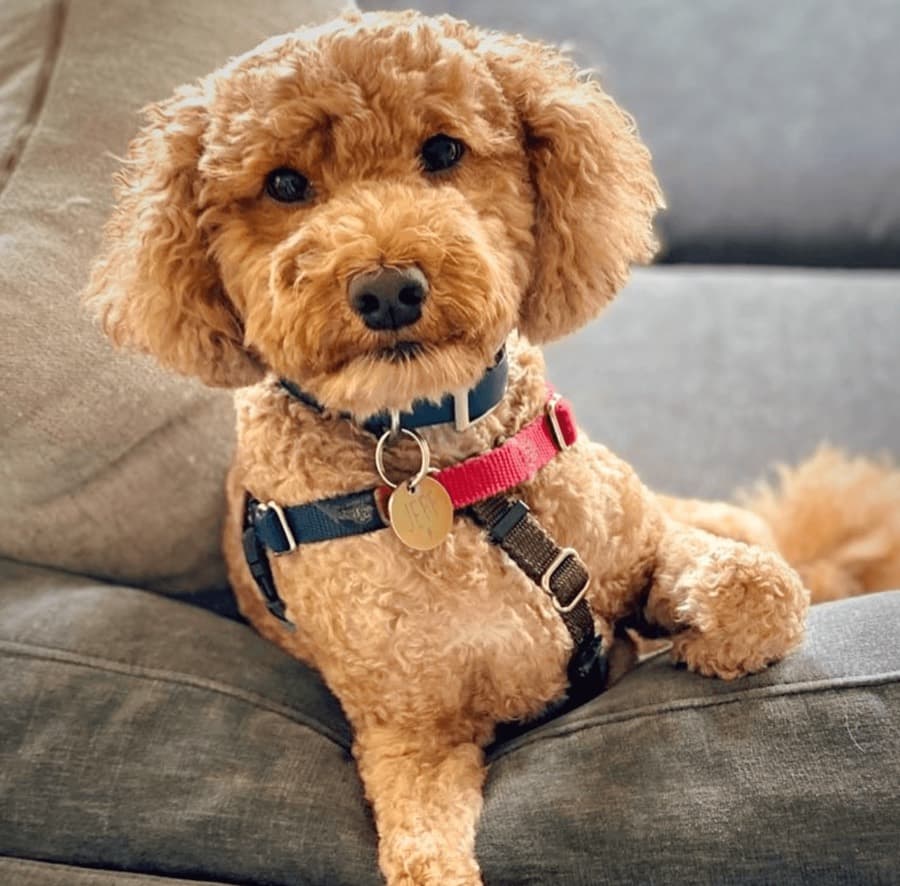 Placeholder — two dogs greeting each other on leash