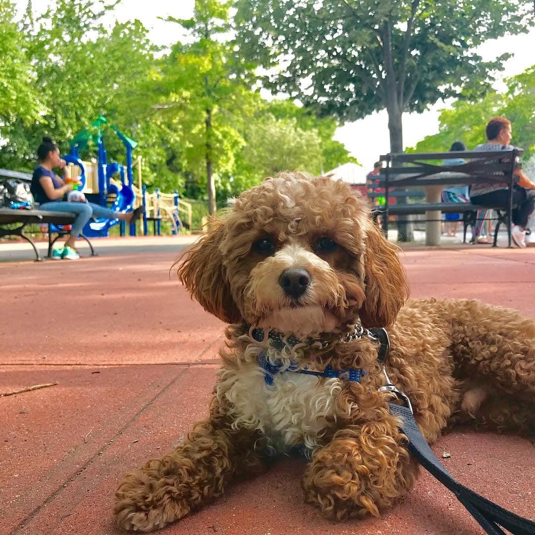 A curly apricot doodle lying on a leash in a Williamsburg park