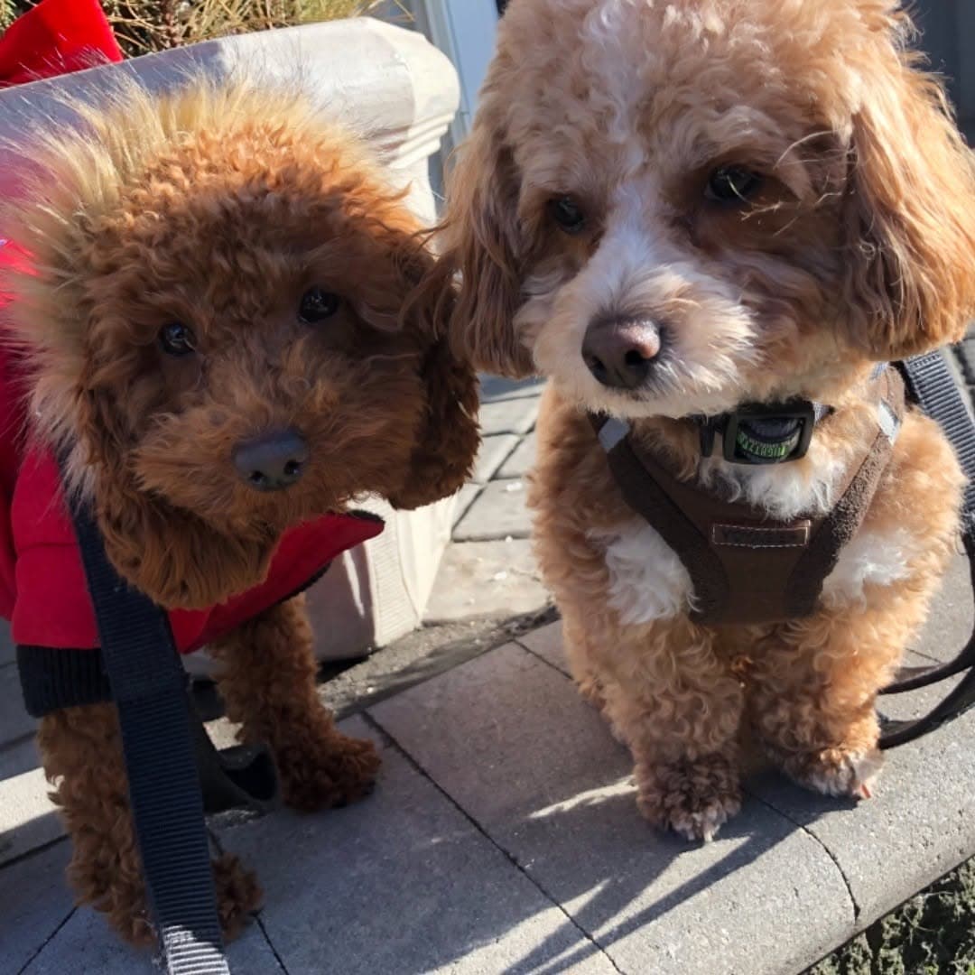 Two curly red doodles side by side on a sunny sidewalk, one in a red coat