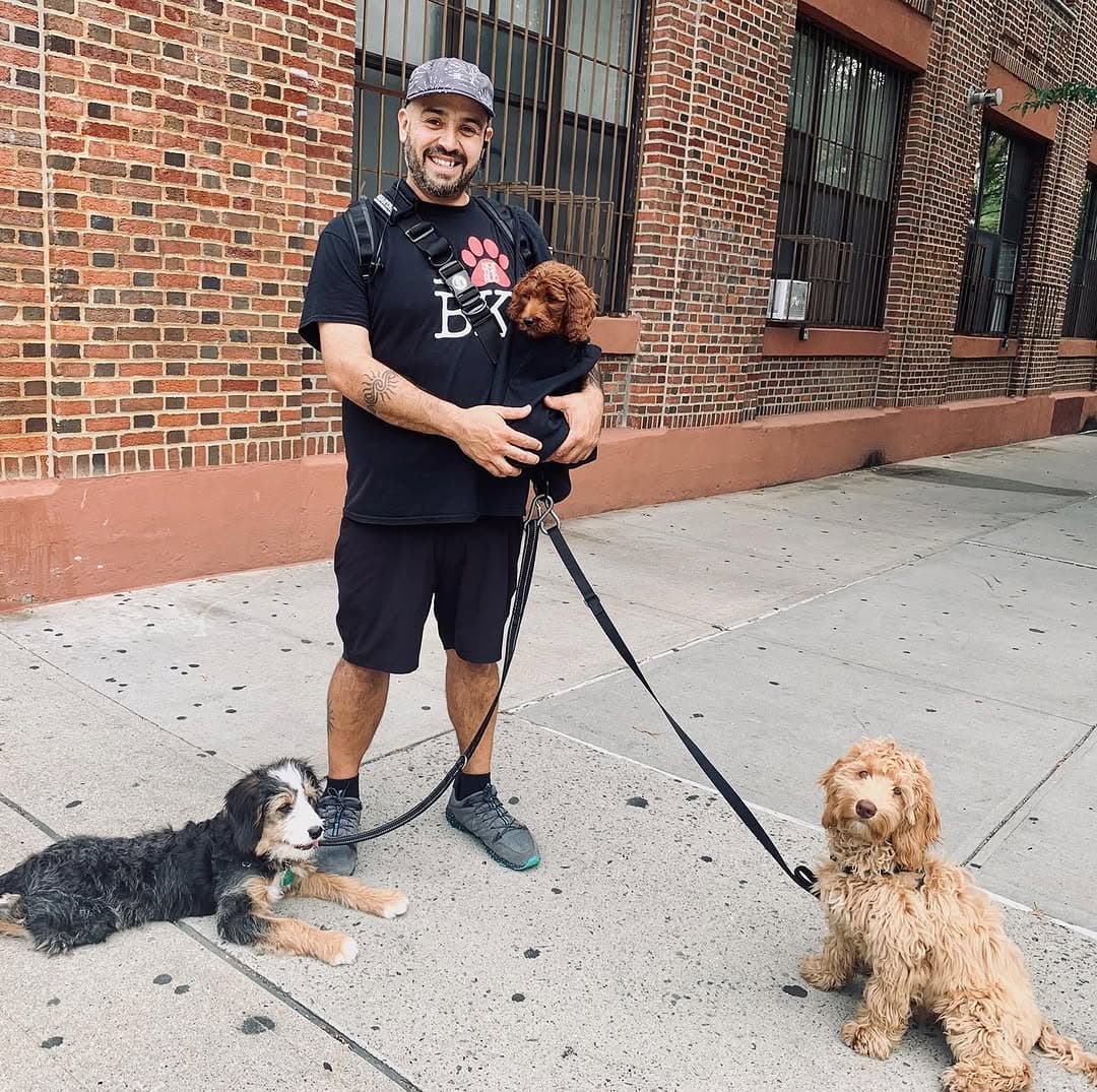 A walker holding a puppy on a Brooklyn sidewalk with two doodles on leash at his feet