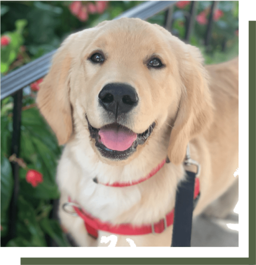 pet services-min